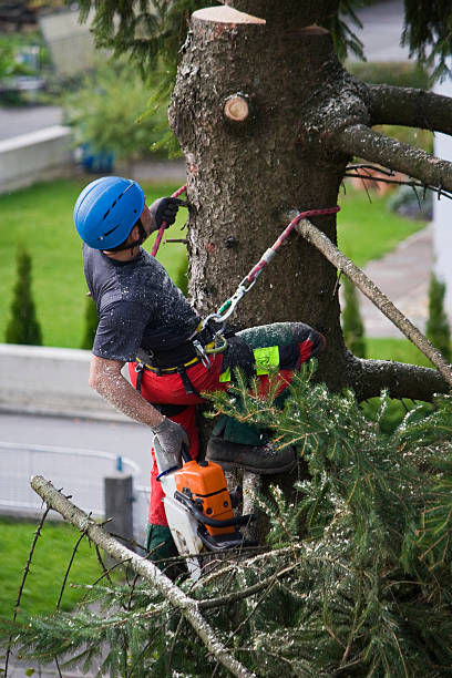 Reliable Carson City, MI Tree Services Solutions